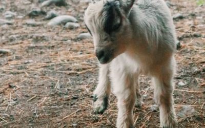 Meekness: How Can We Be Meek In This World?